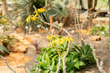 Senecio Praecox plant in Zurich in Switzerland