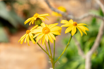 Senecio Praecox plant in Zurich in Switzerland