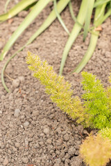 Asparagus fern or Asparagus Densiflorus plant in Zurich in Switzerland