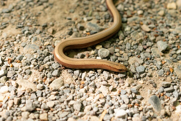Little snake on the ground in Zurich in Switzerland