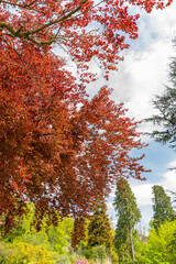 Common beech or Fagus Sylvatica tree in Zurich in Switzerland