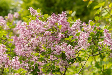 Syringa Meyeri plant in Zurich in Switzerland