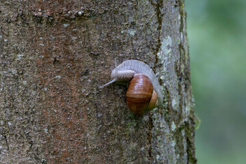 snail Helix pomatia on a rainy day in a French forest