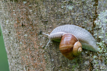 snail Helix pomatia on a rainy day in a French forest