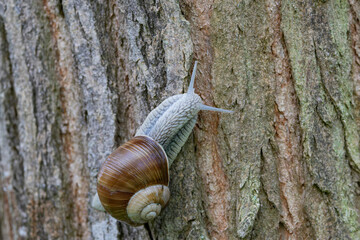 snail Helix pomatia on a rainy day in a French forest