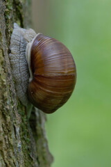 snail Helix pomatia on a rainy day in a French forest
