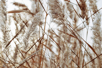 Texture of dry wild reeds or pampas grass, outdoors nature realistic photo. White beige brown monochrome minimal environment scenery, beauty of nature. Trend botanical design natural patterns