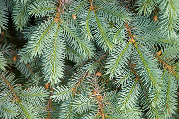 close - up of fir tree branches