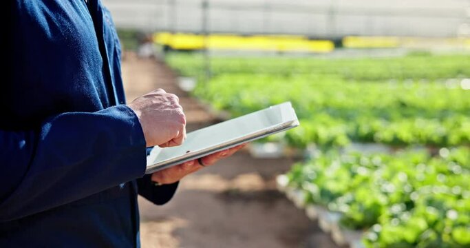 Farmer, hands and tablet in greenhouse for agriculture, sustainable farming and inspection for quality or irrigation control. Man, agritech and scroll for organic agro development and monitoring.
