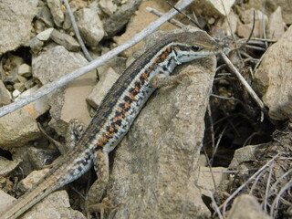 lizard on a rock