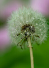 713-10 Dandelion Pink