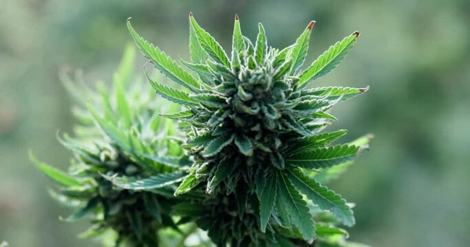 Weed, greenhouse and pollen on marijuana buds for cannabis or pharmaceutical, natural and medical research for mental benefit. Plant, sativa and indica leave for genetics and study of thc or cbd.