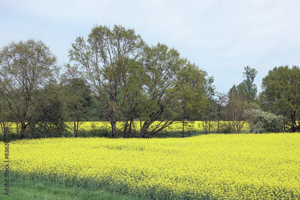 Poster rapsfeld bei lampertheim