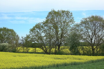 Rapsfeld bei Lampertheim