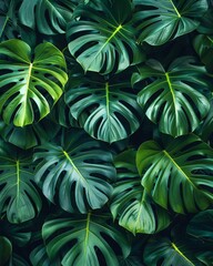 Monstera leaves in a botanical garden, top view, diverse plant species, futuristic tone, Complementary Color Scheme