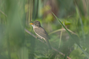 songbird Acrocephalus palustris Marsh Warbler perching on reed