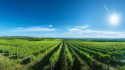 Fototapeta premium Wide panoramic shot of a summer vineyard. Travel to France. Deep blue sky over vineyard. Wine Route in sunny day. Gorgeous view over a South France landscape