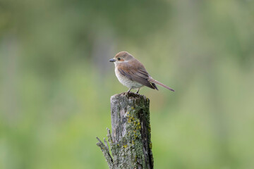 Bird Red-backed shrike Lanius collurio perching