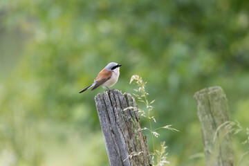 Bird Red-backed shrike Lanius collurio perching