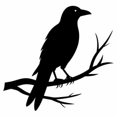  Crow setting on a branch vector silhouette illustration 