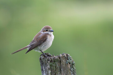 Fototapeta premium Bird Red-backed shrike Lanius collurio perching