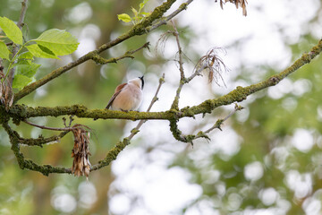 Bird Red-backed shrike Lanius collurio perching