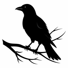  Crow setting on a branch vector silhouette illustration 