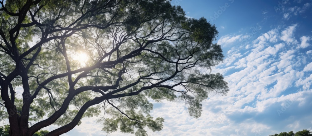 Wall mural Quality photo of a big, leafy tree in Central Park with copy space image.