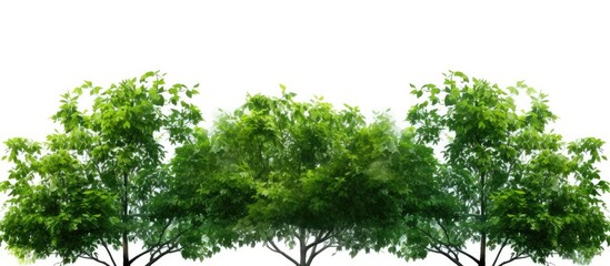 Fototapeta premium Trees with green foliage standing alone, suitable for both print and web use, featuring a clear background and 'copy space image'.