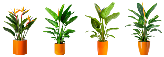 Bird of paradise house plants with orange potted isolated on transparent or white background