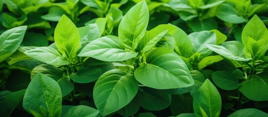 Lush nursery with a variety of trees, plants, and a greenhouse, perfect for gardening. Copy space image. Place for adding text and design