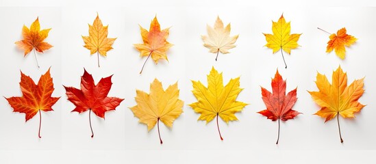 Maple leaves arranged on a white background with copy space image.