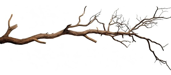 Obraz premium Isolate an exquisite dead branch with cracked dark bark, ideal as a copy space image on a white background, representing a collection of dried tree branches and wooden sticks from the forest.
