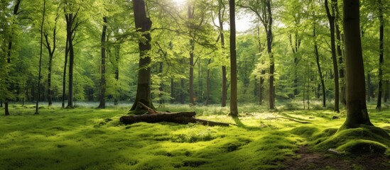 Lush spring forest with sunlight filtering through the canopy, creating a serene atmosphere for a copy space image.