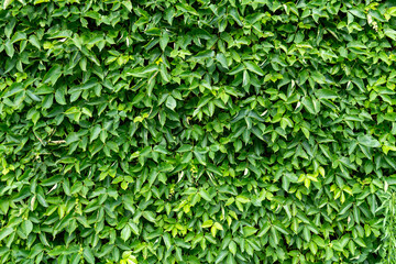 Tropical trees arranged in full background Or full wall There are leaves in different sizes,...
