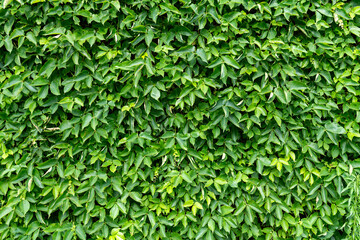 Obraz premium Tropical trees arranged in full background Or full wall There are leaves in different sizes, different colors, various sizes, many varieties. Another garden layout.as summer background with copy space