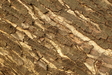 Rough texture of old tree bark - brown surface background - close up brown trunk - natural scene image