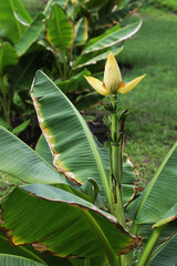 New species of wild Banana discover in Thailand Musa siamensis 'Thai Gold'