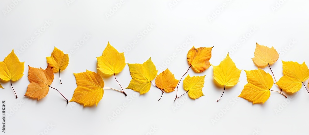 Poster autumn-themed arrangement of dried leaves on a white background, ideal for fall concepts, captured i