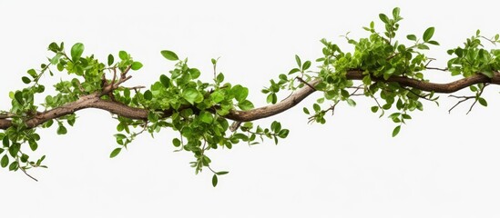 Isolated tree branch on white background with clipping path for copy space image.