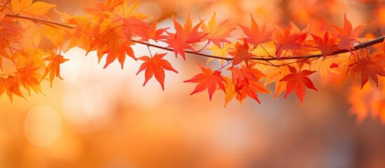 Fototapeta premium Maple leaves turn colorful in autumn against a blurry bokeh background, providing a beautiful copy space image.
