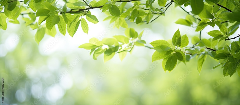 Aufkleber white background with tree leaf frame creating copy space image.