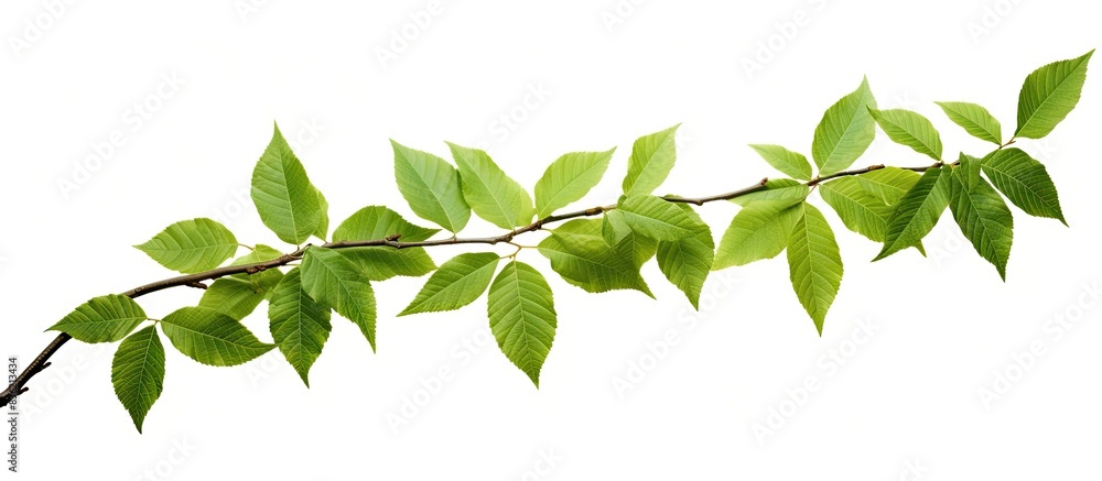 Poster elegant tree branches adorned with lush green leaves against a white backdrop canvas, ideal for addi