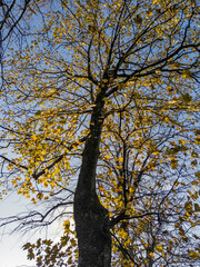 Autumn Foliage, Glasgow, Scotland, UK