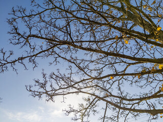 Autumn Foliage, Glasgow, Scotland, UK