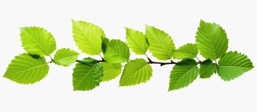 Fresh green elm-tree leaves on white background with copy space image.
