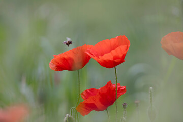 Naklejka premium common bee Apis mellifera flying around red poppy Papaver rhoeas in corn field in spring
