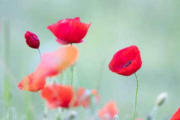 Obraz premium common bee Apis mellifera flying around red poppy Papaver rhoeas in corn field in spring