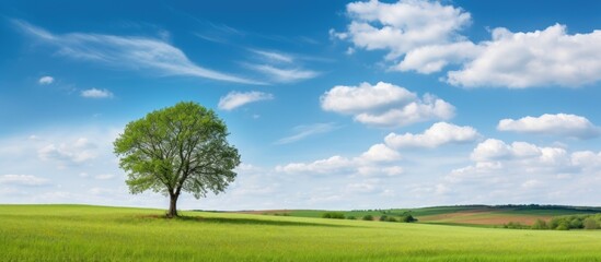 An ancient oak tree standing in a lush meadow with a scenic mountain backdrop, ideal for adding text or graphics to the image. Copy space image. Place for adding text and design