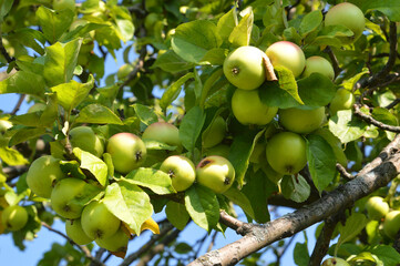 Branch with apples.
